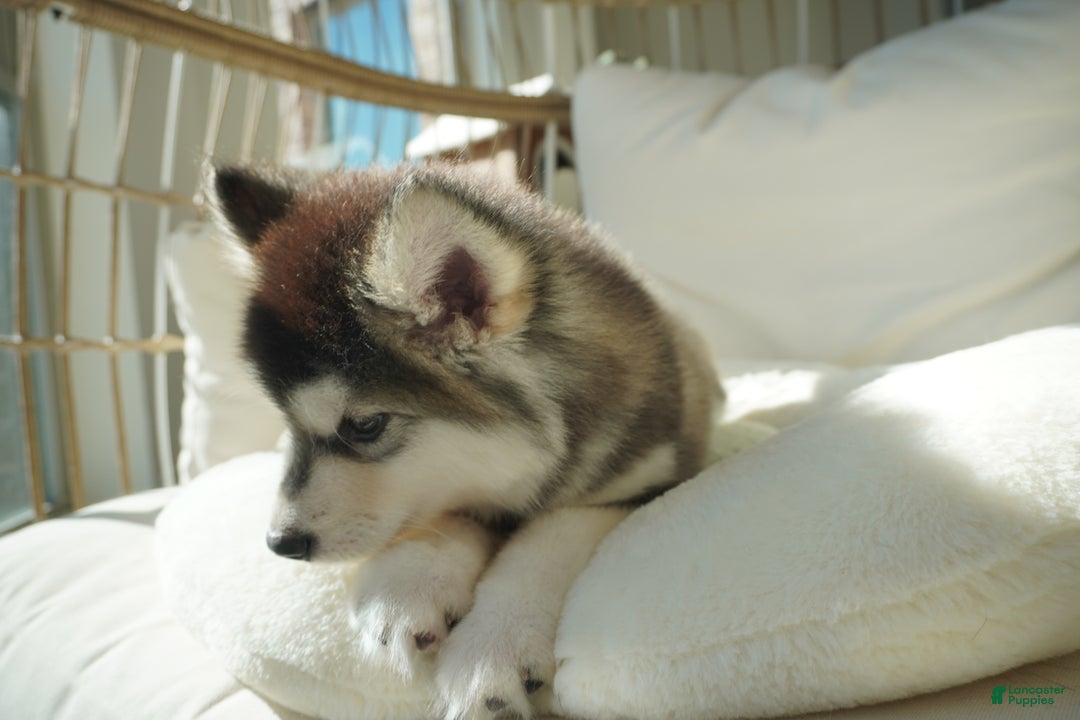 Alaskan Malamute dogs for sale: Dong Dong - Ad 3