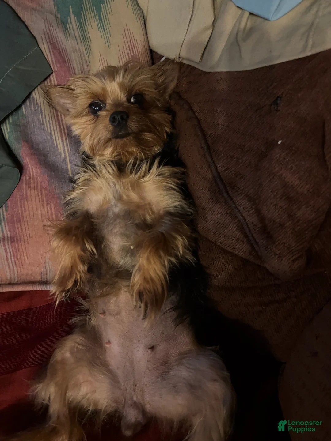 Yorkshire Terrier dogs for sale: Charming Yorkie male - Ad 8