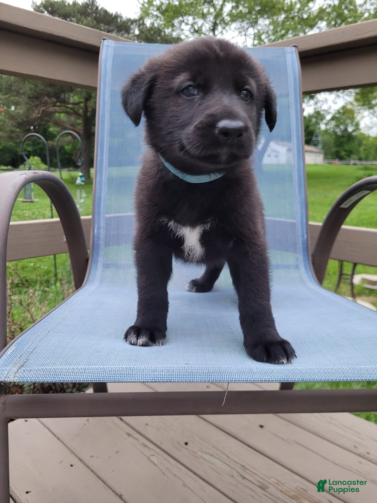 Mixed Breed dogs Skylar - Ad 1