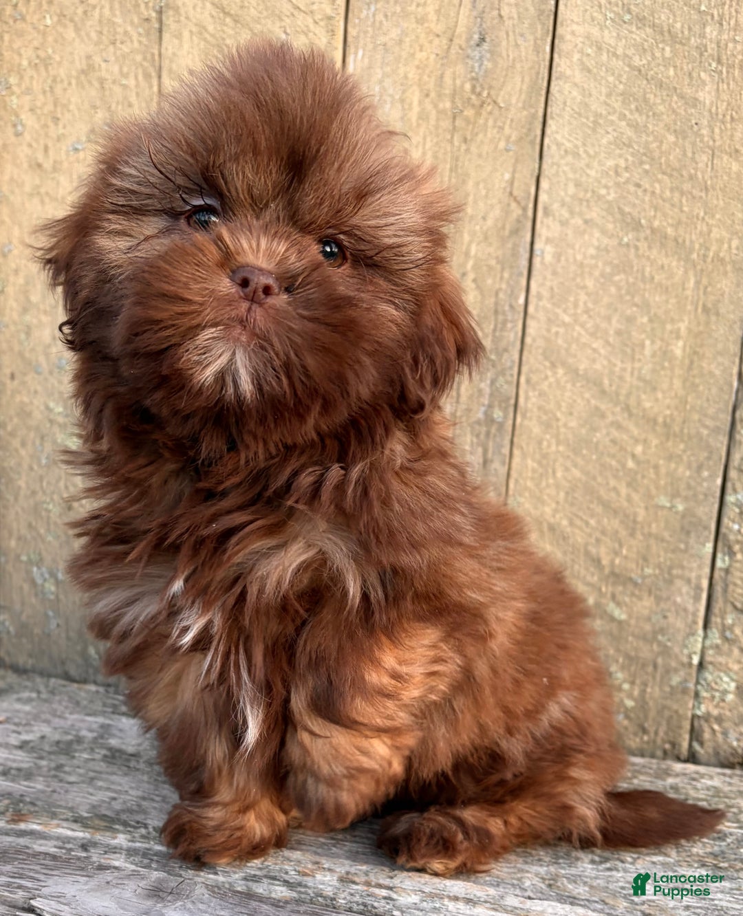 Shih Tzu dogs for sale: 💛 IN BOSTON MASSACHUSETTS AREA 💛 PUREBRED CHOCOLATE SHIH TZU 💛 ESTIMATED ADULT SIZE 10-12 LBS 💛 - Ad 6