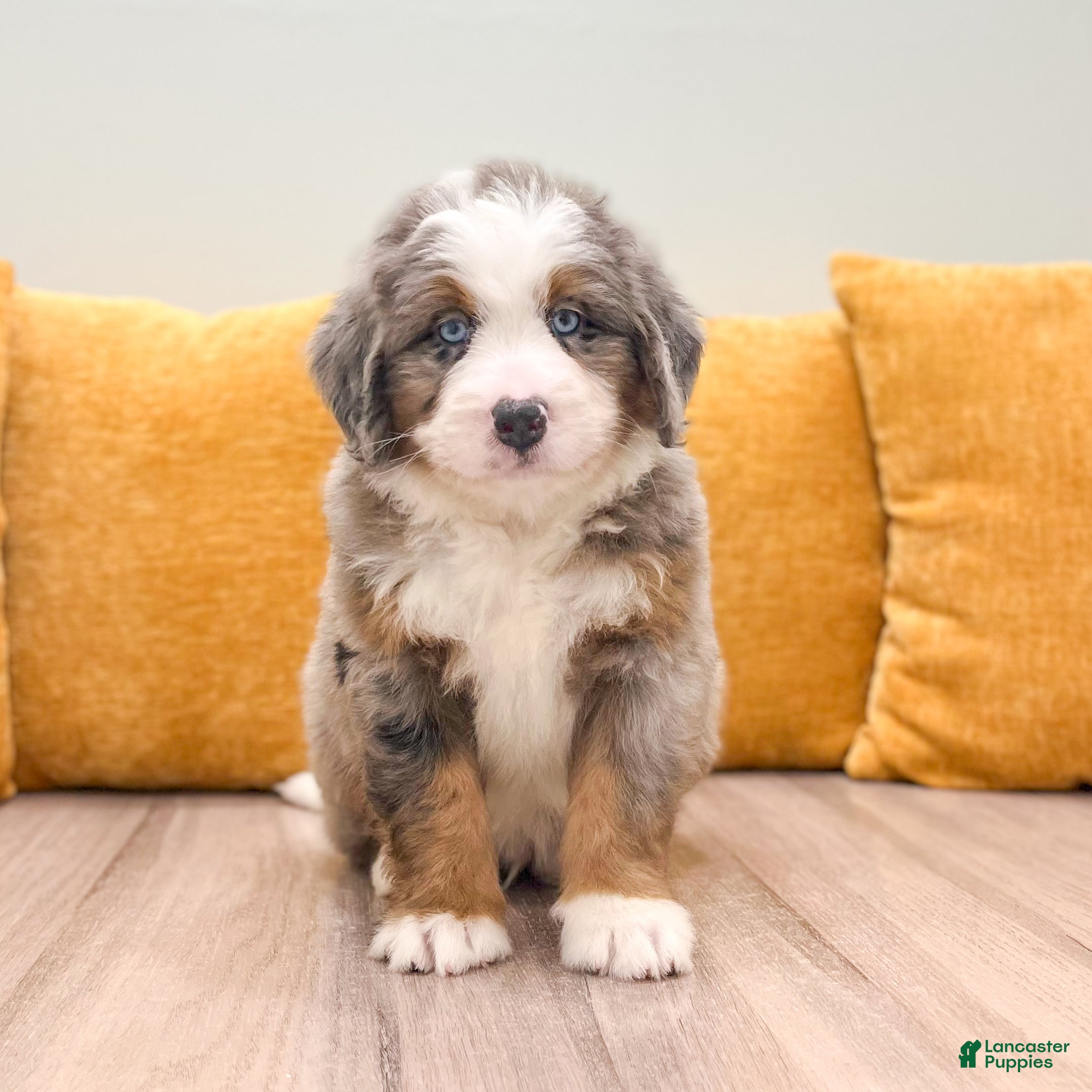 Mini Bernedoodle dogs Hunter - Blue Eyes - Ad 1