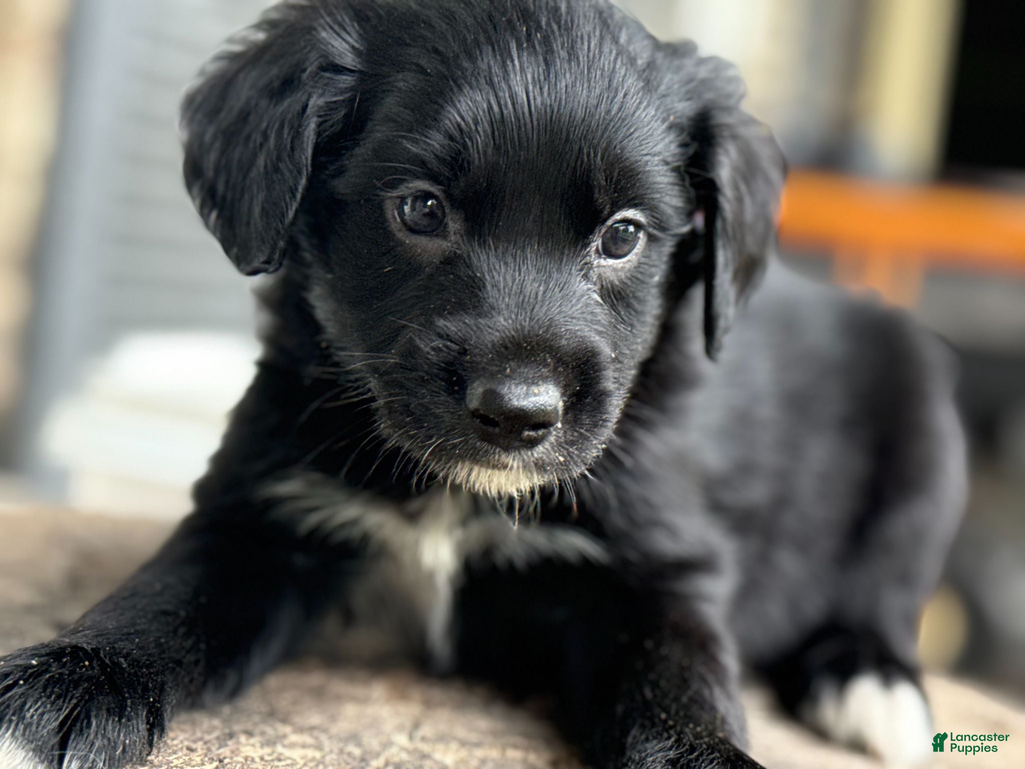 Mixed Breed dogs Aussie Doodle Male - Ad 1