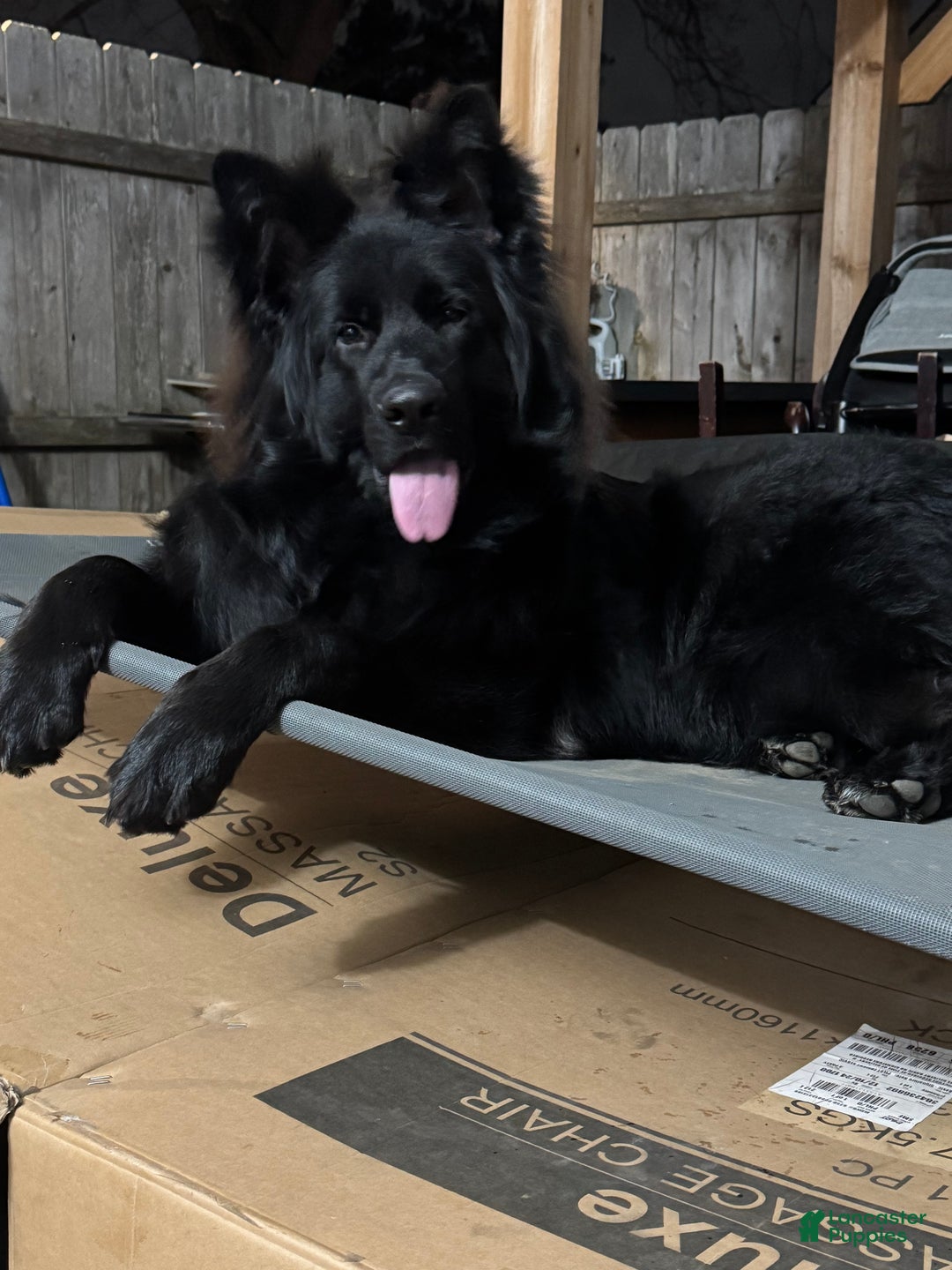 German Shepherd dogs for sale: Simba - Ad 9