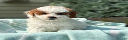 Toy Poodle dogs for sale: Taffy - Ad 6