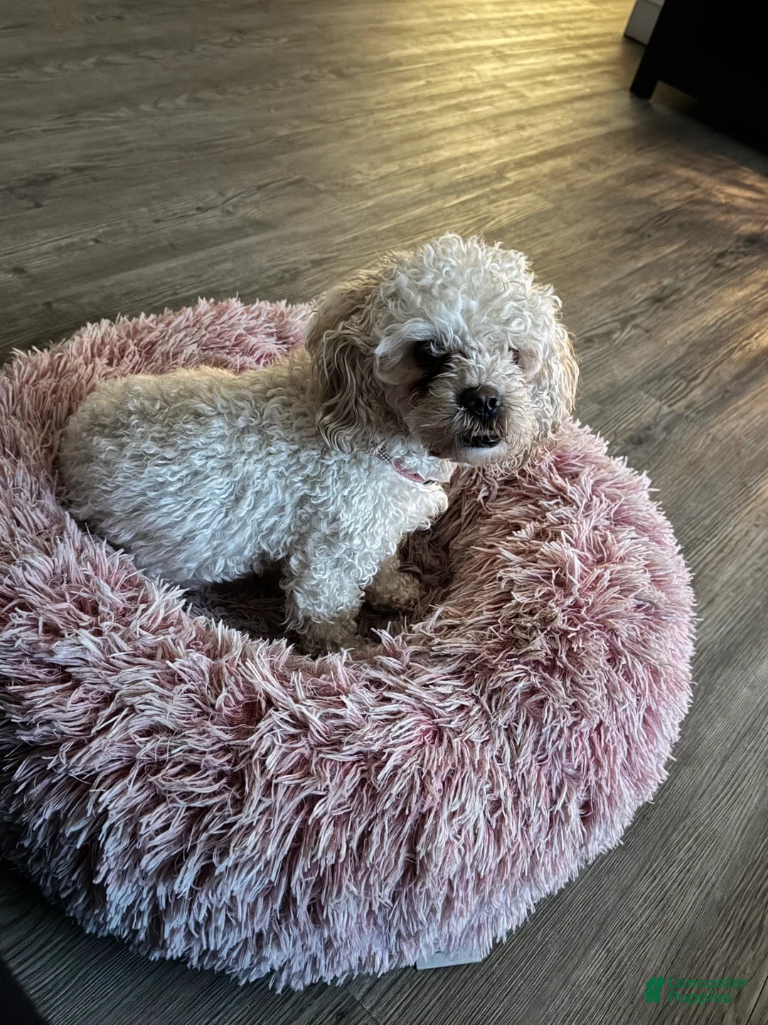 Yorkiepoo dogs for sale: Yorkiepoo 1 - Ad 2