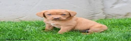Labrador Retriever dogs for sale: Elsie - Ad 3