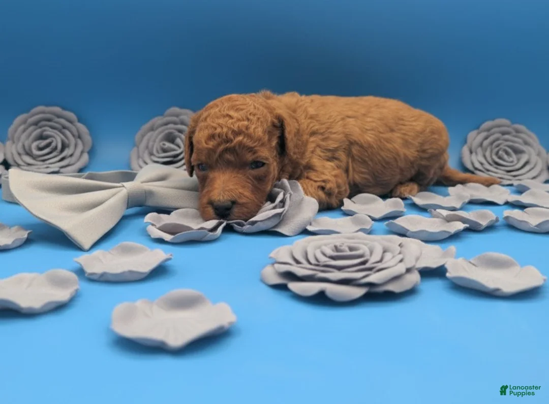 Toy Poodle dogs for sale: Rusty 🩶 - Ad 12