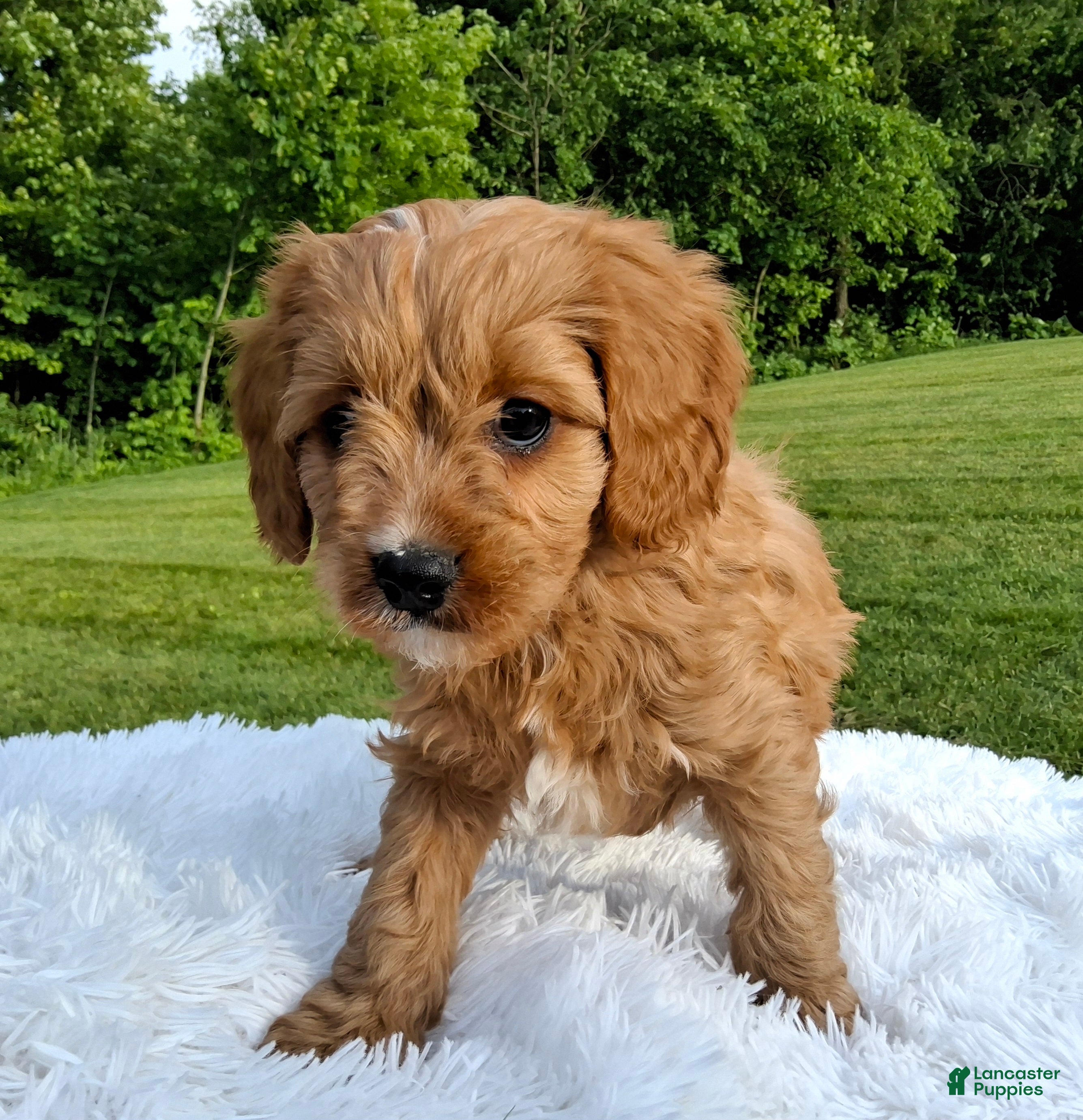 Cavapoo dogs Prince - Ad 2