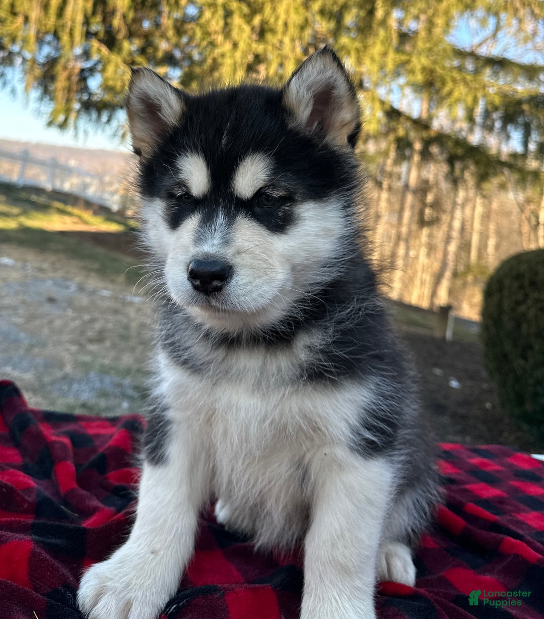 Alaskan Malamute dogs for sale: Twinkle  - Ad 2