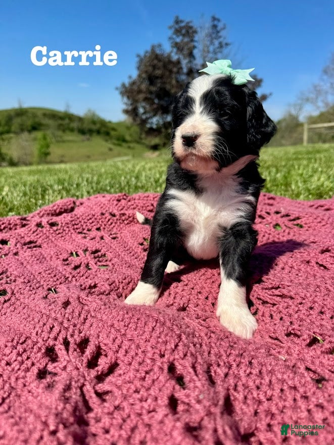 Bernedoodle dogs Carrie - Ad 31