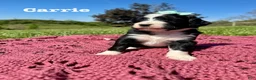 Bernedoodle dogs for sale: Carrie - Ad 3