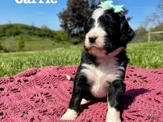 Bernedoodle dogs Carrie - Ad 31