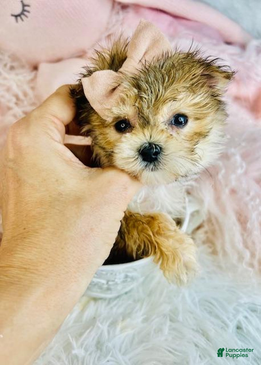 Morkie dogs for sale: Morkie Puppy 1 - Ad 4