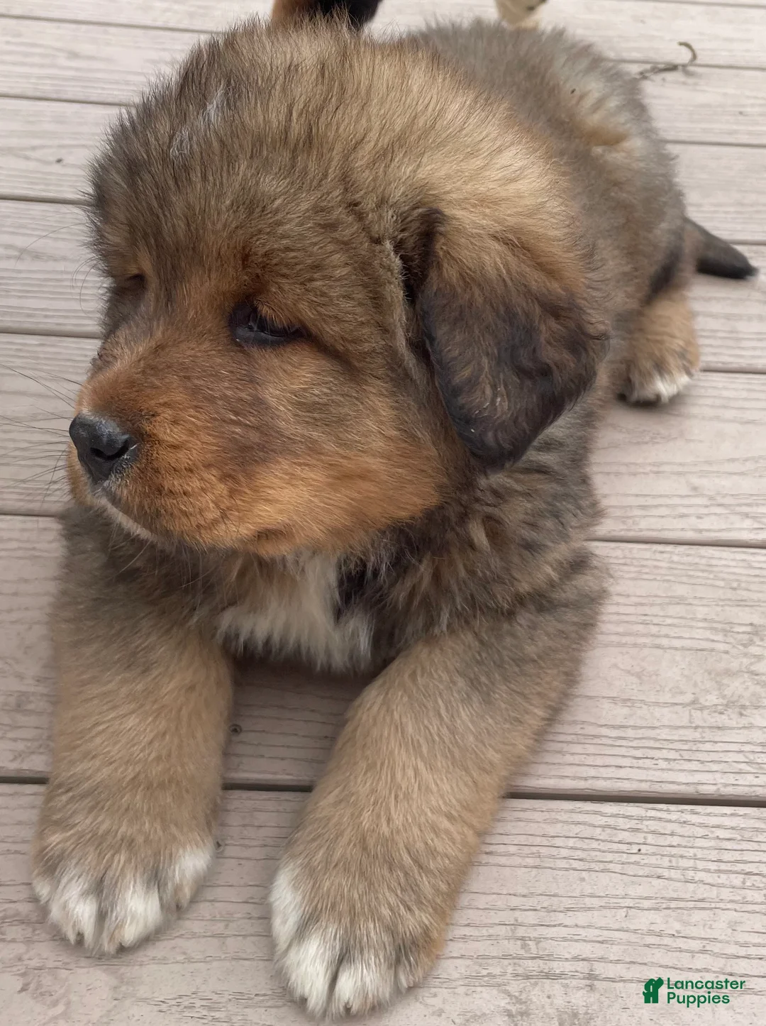 Mixed Breed dogs for sale: Tibetan Mastiff/Bernese Mountain Dog Male 1 - Ad 2