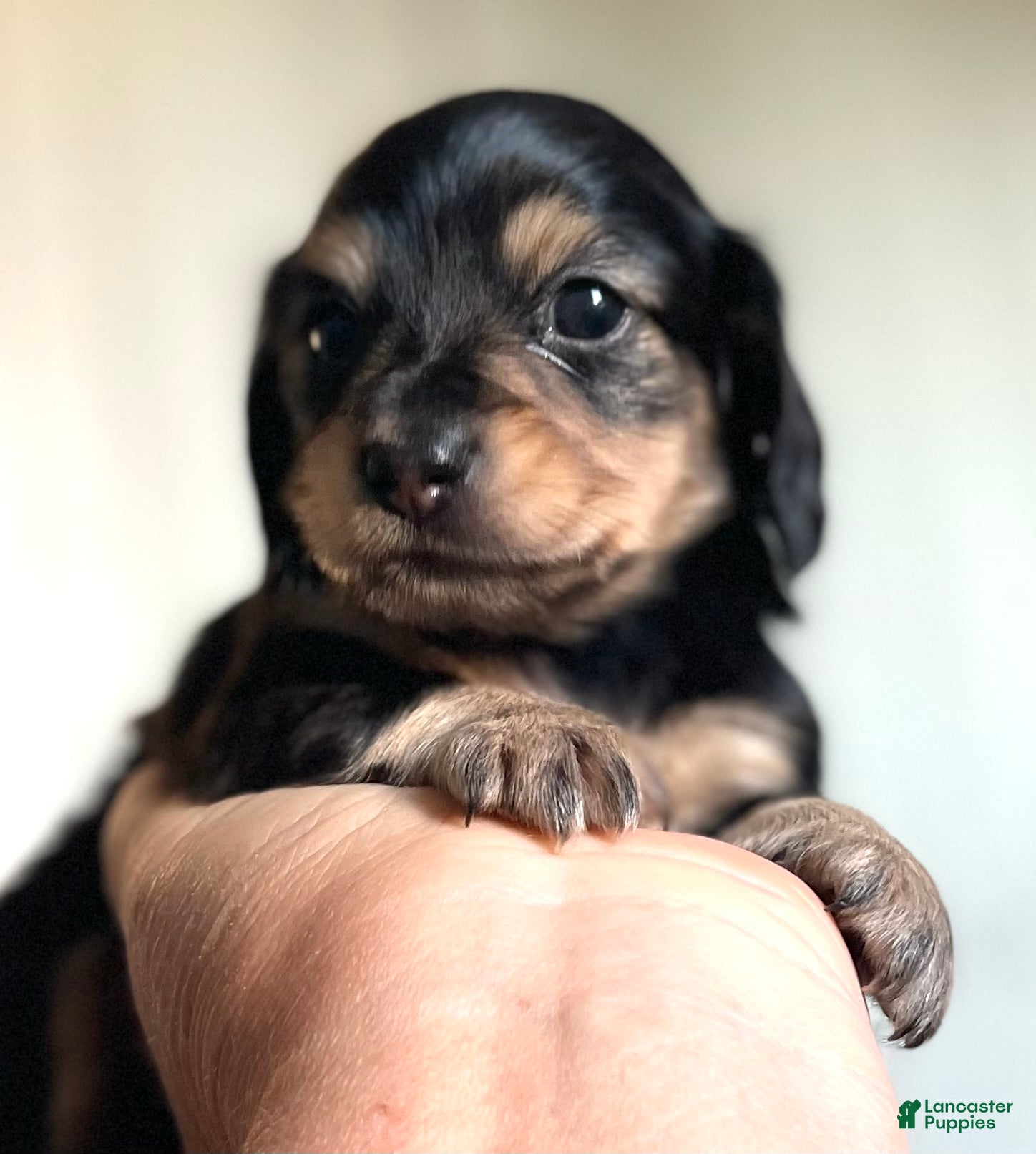 Dachshund dogs for sale: Peter - Ad 1