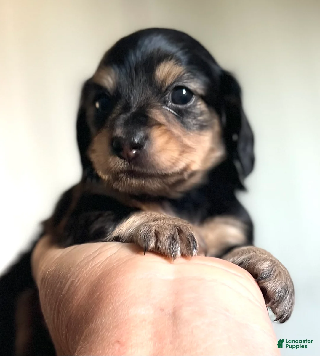 Dachshund dogs for sale: Peter - Ad 1