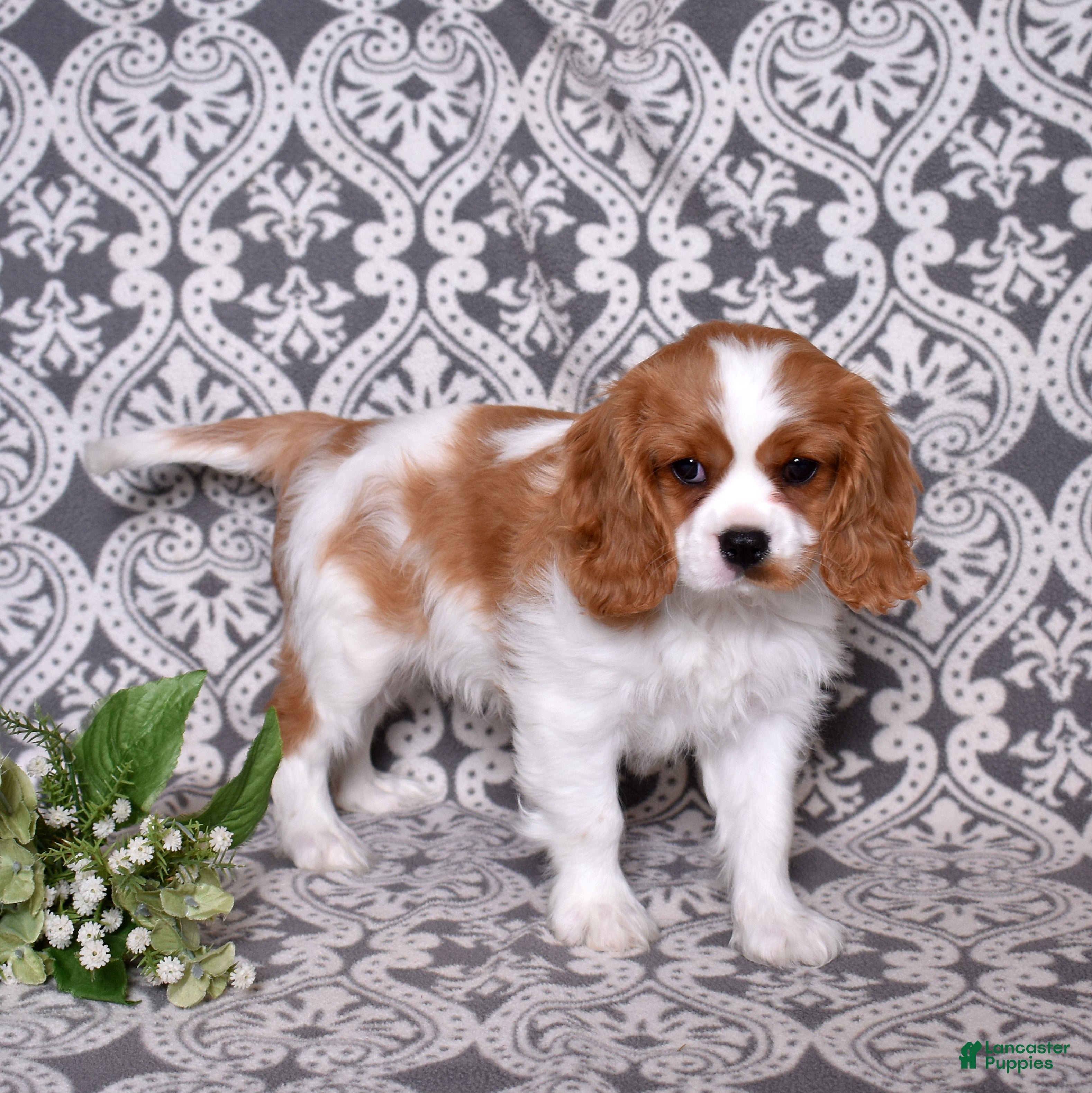 Cavalier King Charles Spaniel dogs Winston - Ad 2