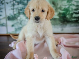 Golden Retriever dogs Pink - Ad 41