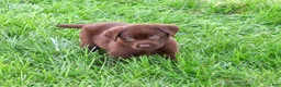Labrador Retriever dogs for sale: Mabel - Ad 1