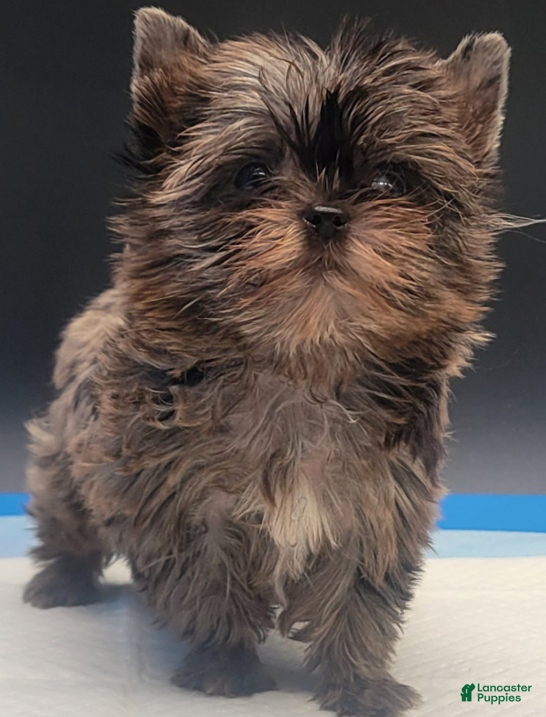 Yorkshire Terrier dogs for sale: Yorkshire Terrier Puppy 3 - Ad 5