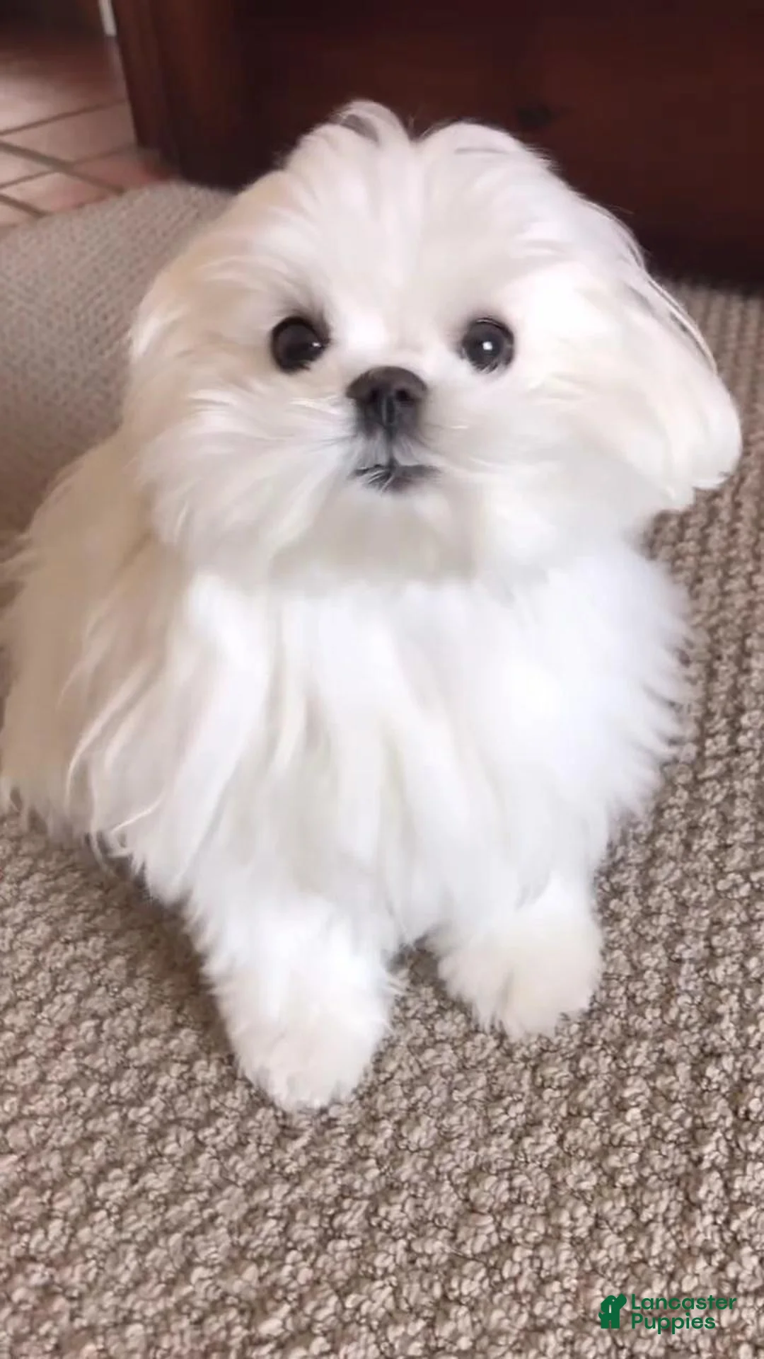 Maltipoo dogs for sale: Riley - Ad 8