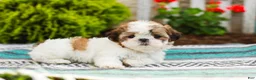 Shih Tzu dogs for sale: Bambi (Raised in Home, Crate Trained & Potty Training!) - Ad 6