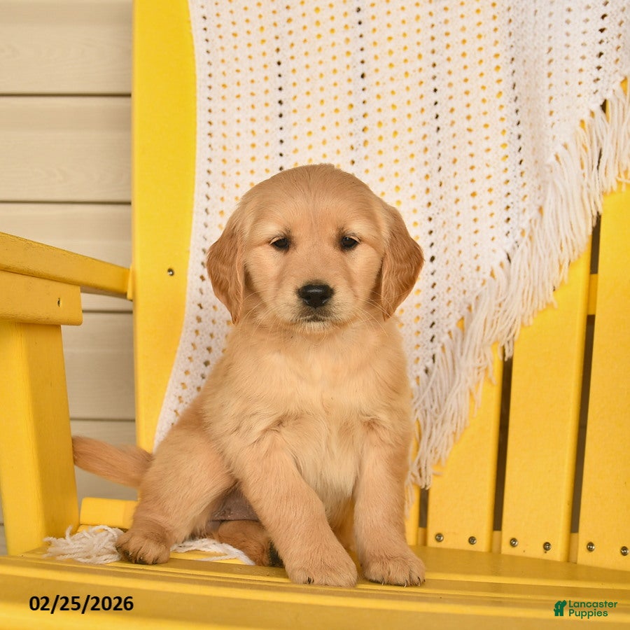 Golden Retriever dogs Peaches  - Ad 2