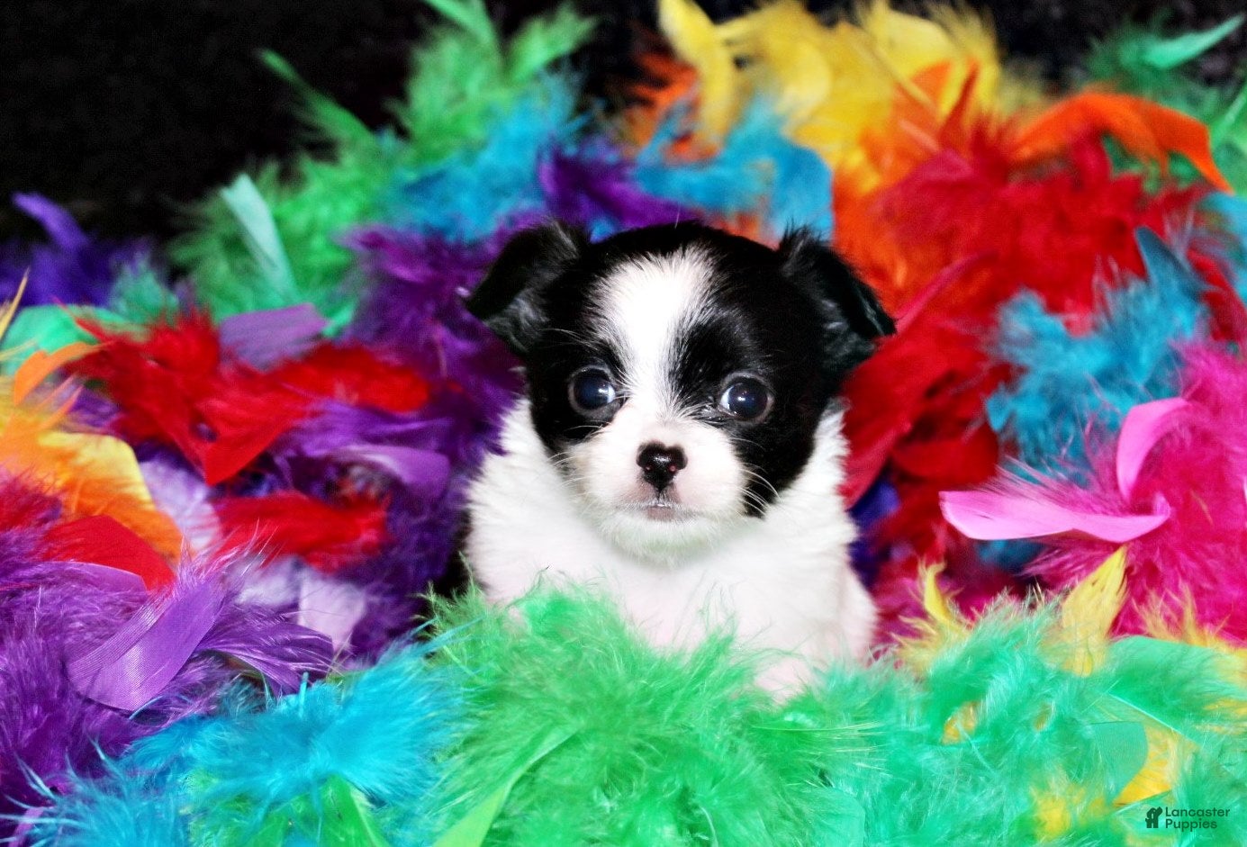 Chihuahua dogs Harmony - Ad 2