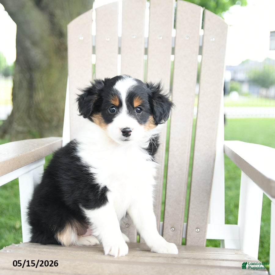Mixed Breed dogs for sale: Rudi - Ad 3