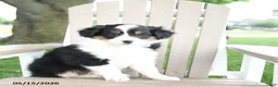 Mixed Breed dogs for sale: Rudi - Ad 1