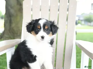 Mixed Breed dogs for sale: Rudi - Ad 3