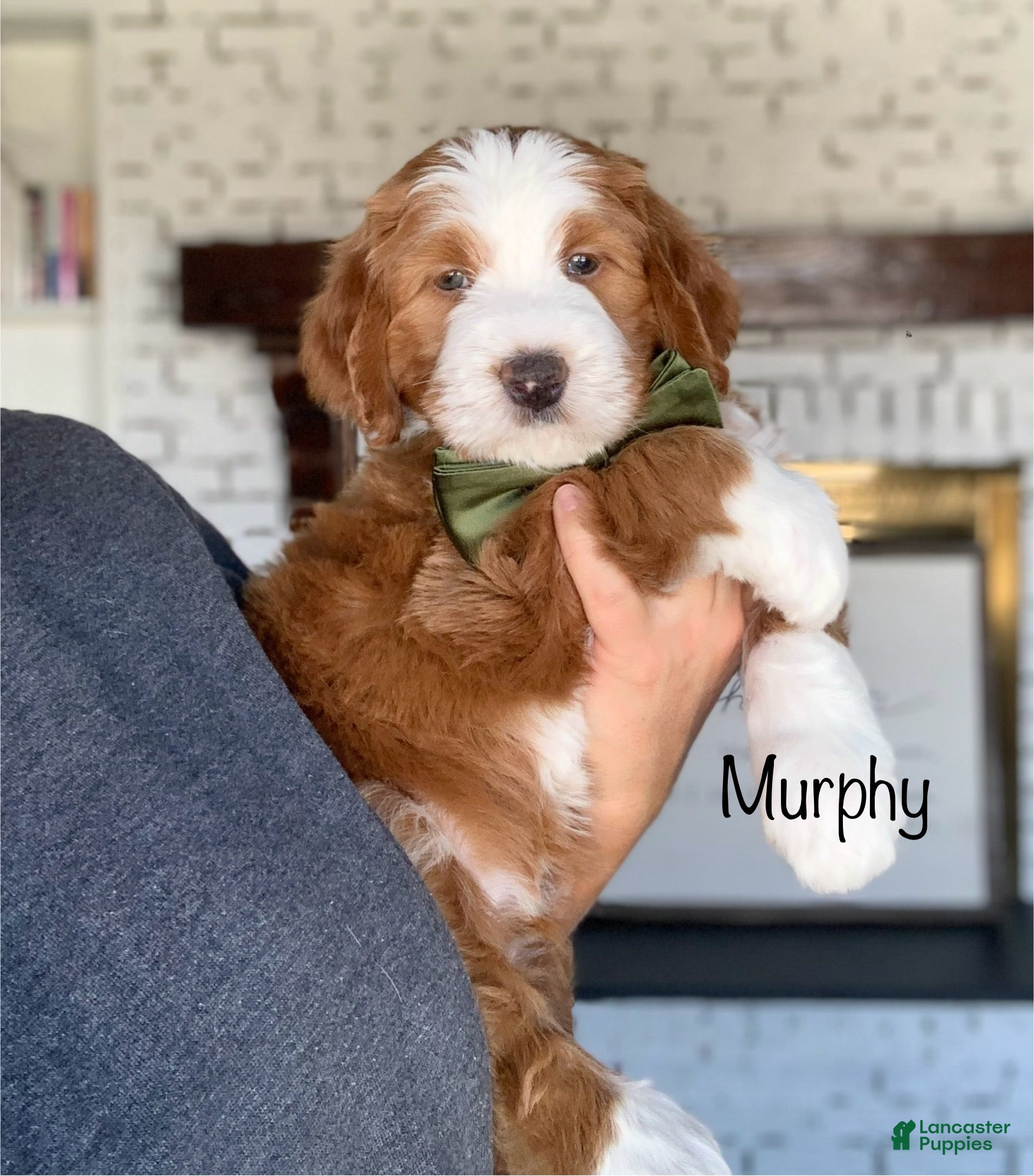 Bernedoodle dogs Murphy - Ad 1