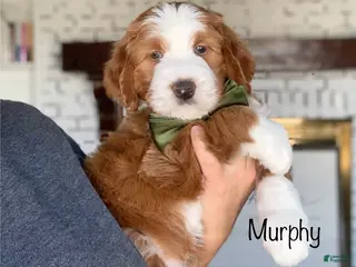 Bernedoodle dogs for sale: Murphy - Ad 3
