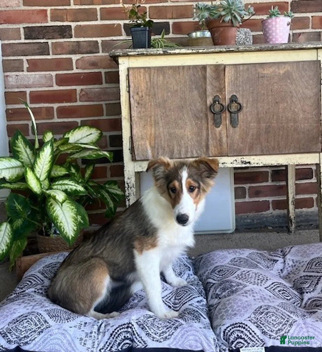 Shetland Sheepdog dogs for sale: Brenda - Ad 1