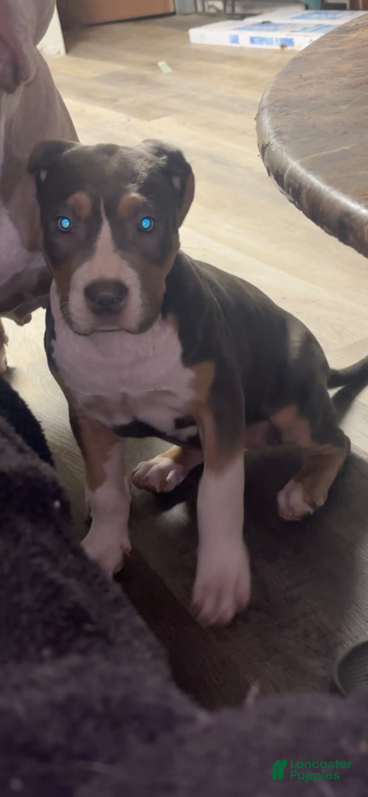 American Bully dogs American Bully Puppy 4 - Ad 2