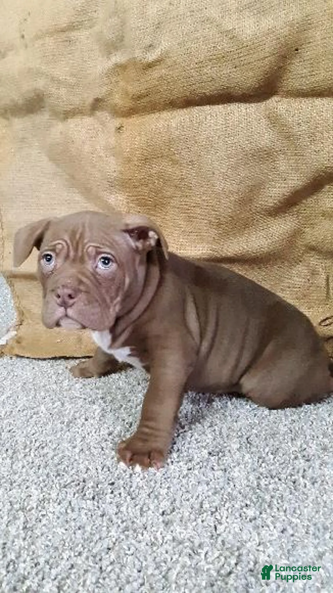 American Bully dogs for sale: American Bully Puppy 3 Brick - Ad 2