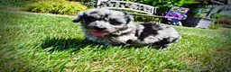 Havapoo dogs for sale: Indy - Ad 16