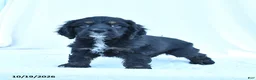 English Cocker Spaniel dogs for sale: Max - Ad 5