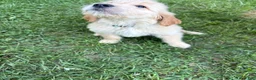 Golden Retriever dogs for sale: Light blue - Ad 1