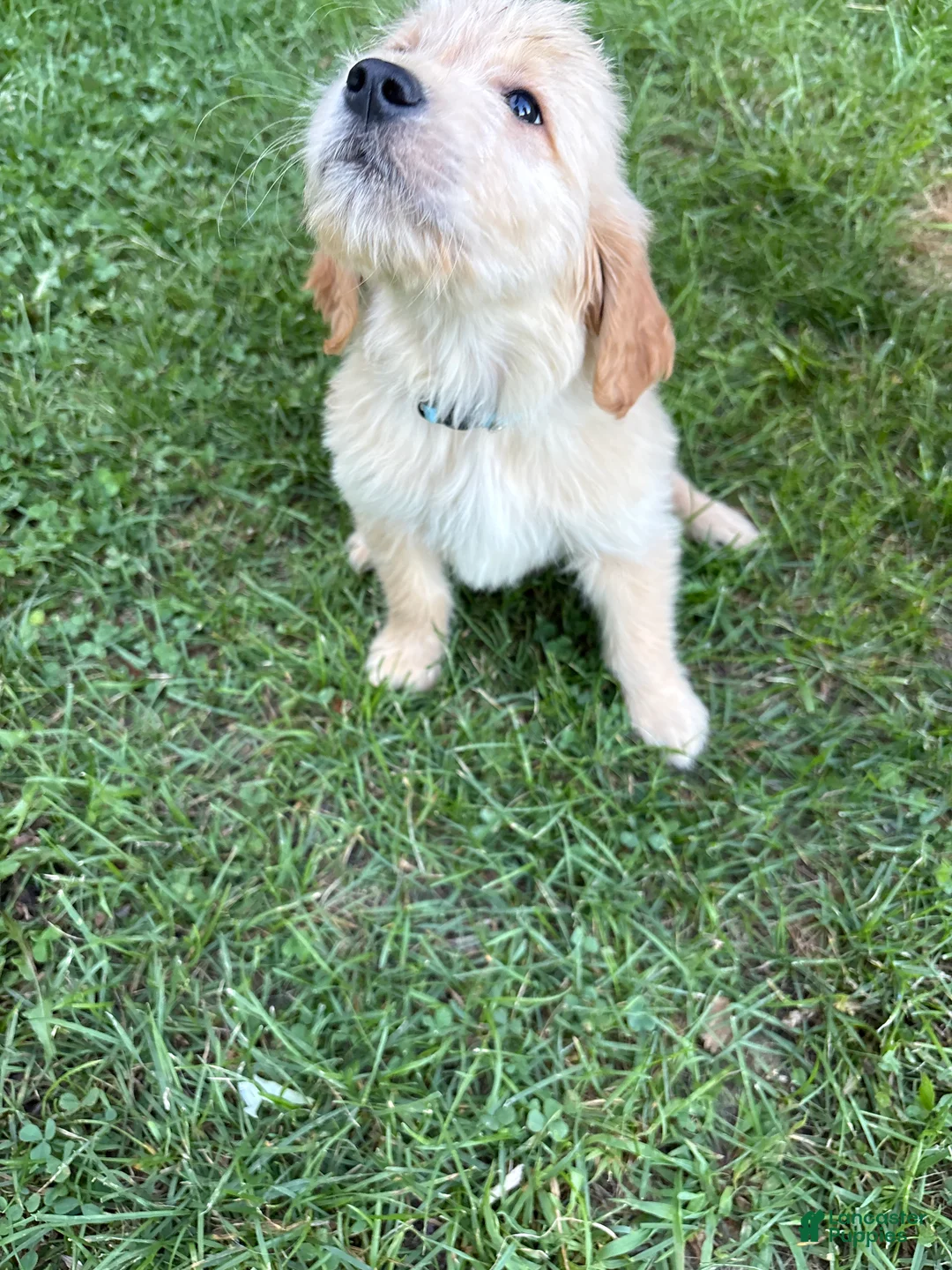 Golden Retriever dogs for sale: Light blue - Ad 1