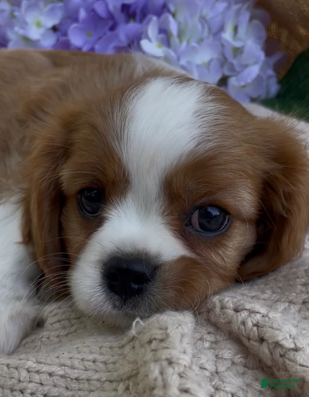 Cavalier King Charles Spaniel dogs for sale: AKC CURLY  - Ad 1