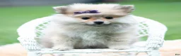 Pomeranian dogs for sale: Amelia - Ad 5