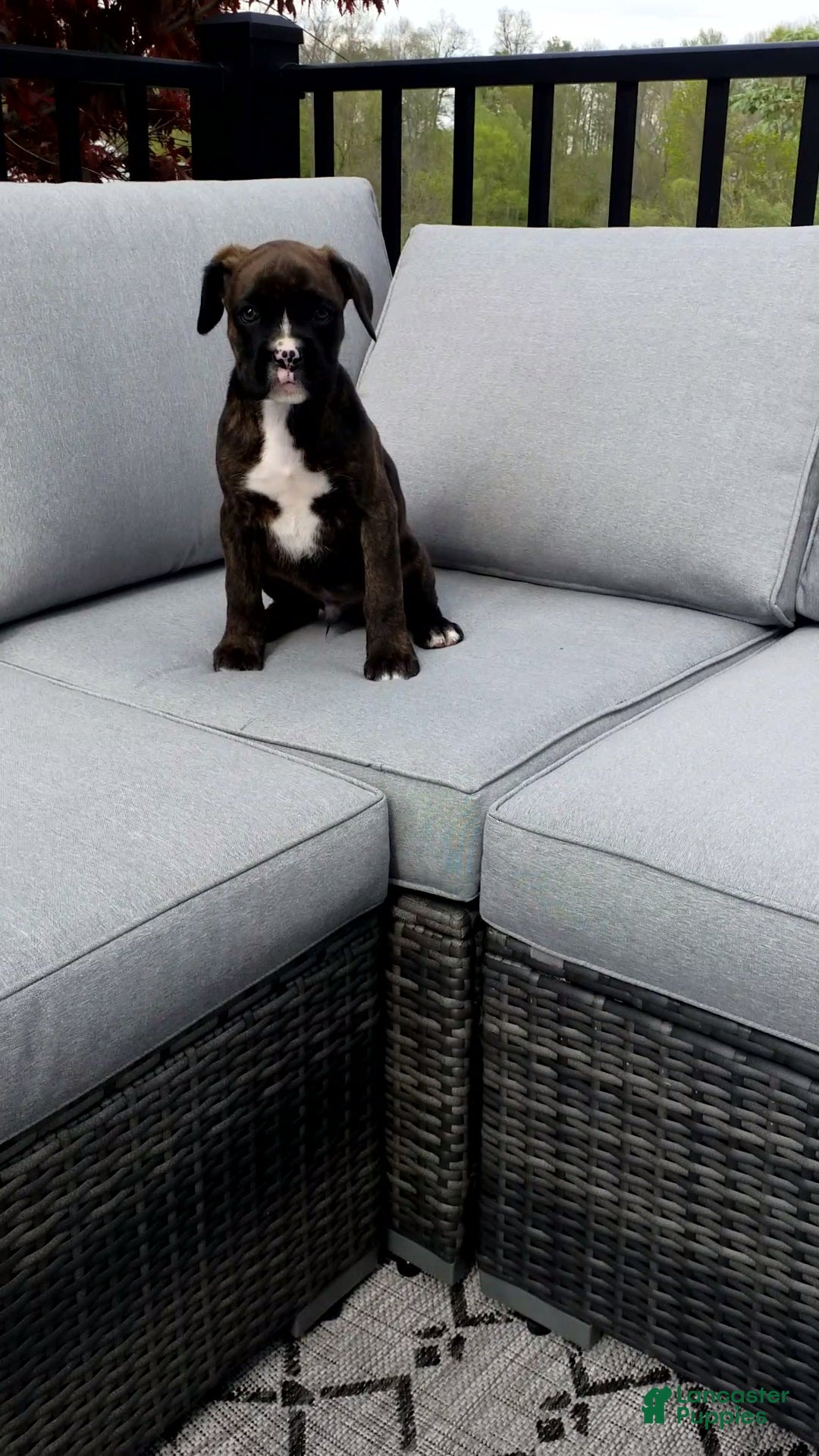 Boxer dogs Baxter - Ad 1