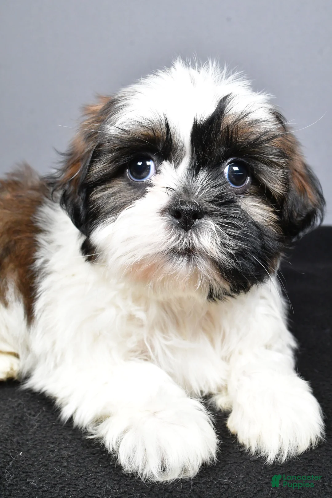 Shih Tzu dogs for sale: Gina - Ad 3