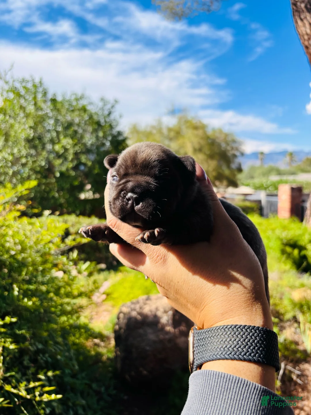 French Bulldog dogs for sale: French Bulldog 5 - Ad 1