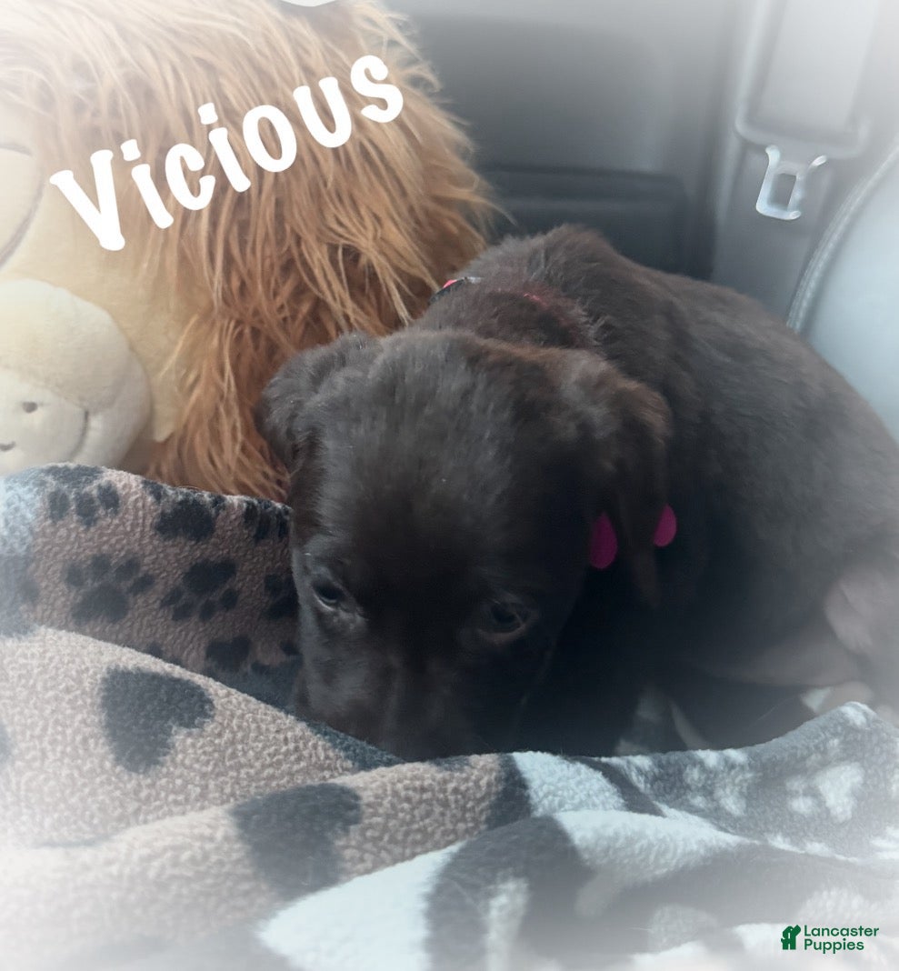 Labrador Retriever dogs Labrador Retriever Puppy 1 - Ad 2