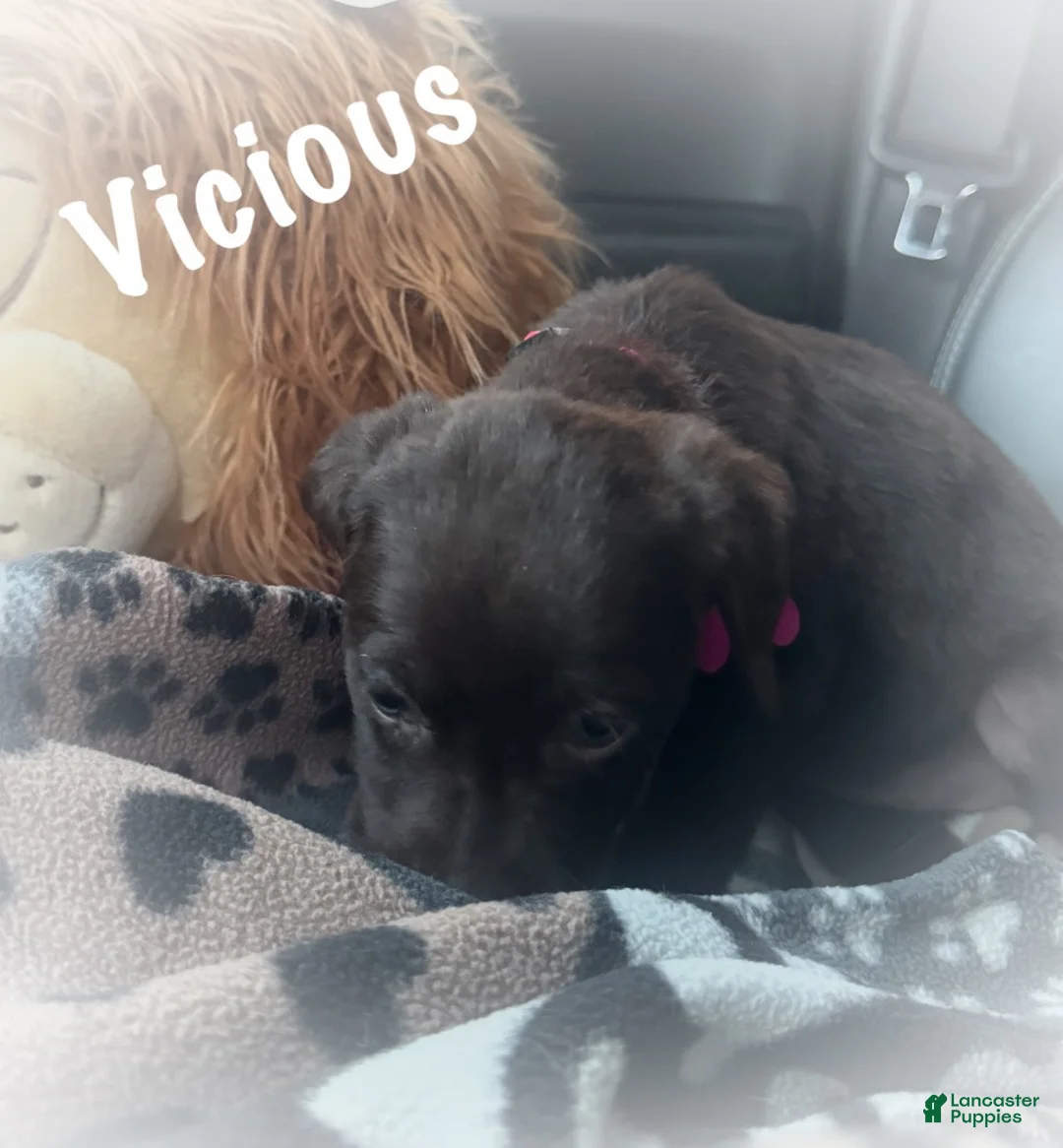 Labrador Retriever dogs for sale: Labrador Retriever Puppy 1 - Ad 2