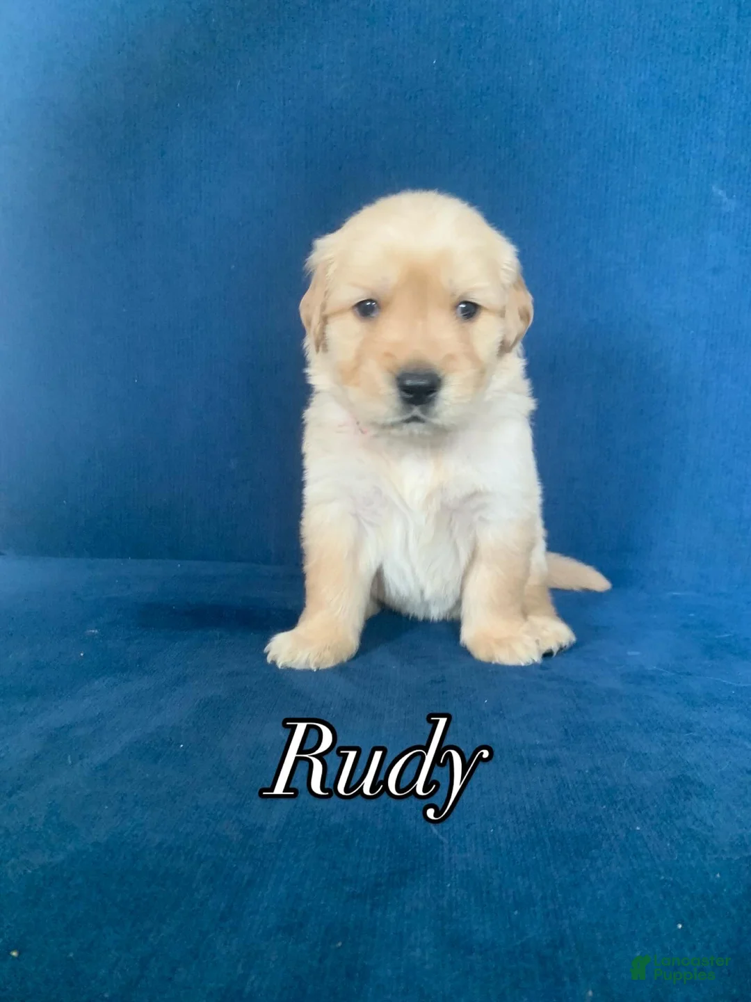 Golden Retriever dogs for sale: Rudy - Ad 3
