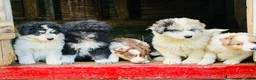 Mixed Breed dogs for sale: Mixed Breed 3 - Ad 8