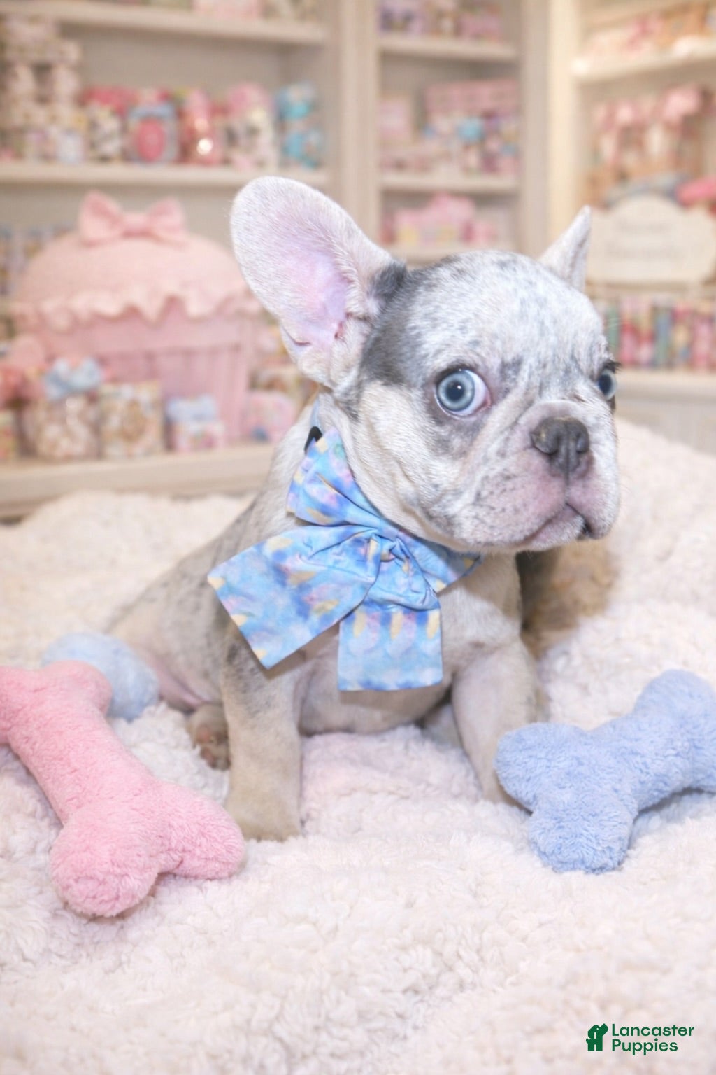 French Bulldog dogs Beau - The Strong Smallman - Ad 2